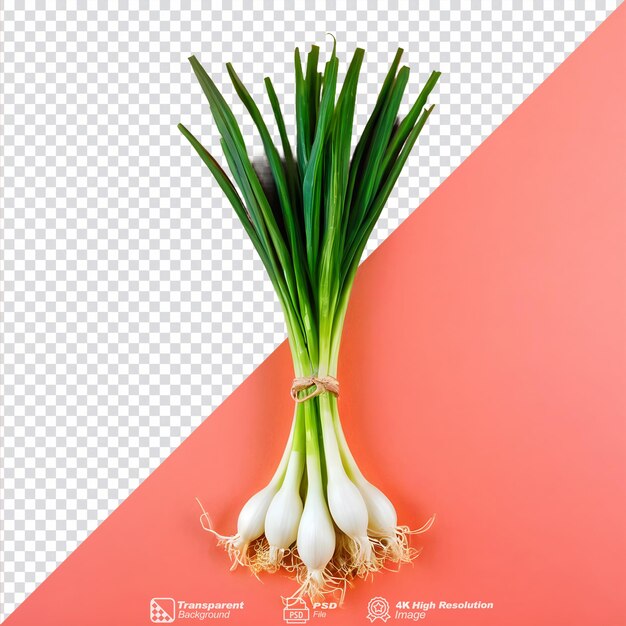 Scallions on transparent background isolated