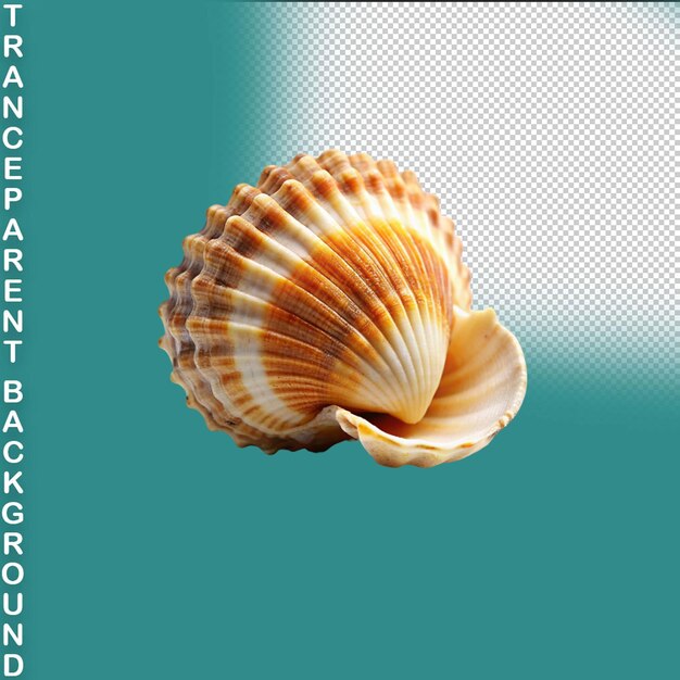 PSD scallops isolated on transparent background