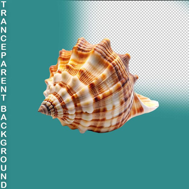 PSD scallops isolated on transparent background