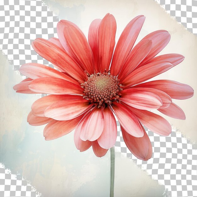 Scarlet bloom with snowy borders transparent background