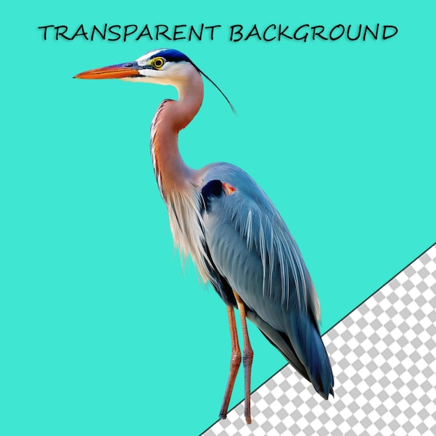 PSD scarlet ibis bird with an egg vintage illustration