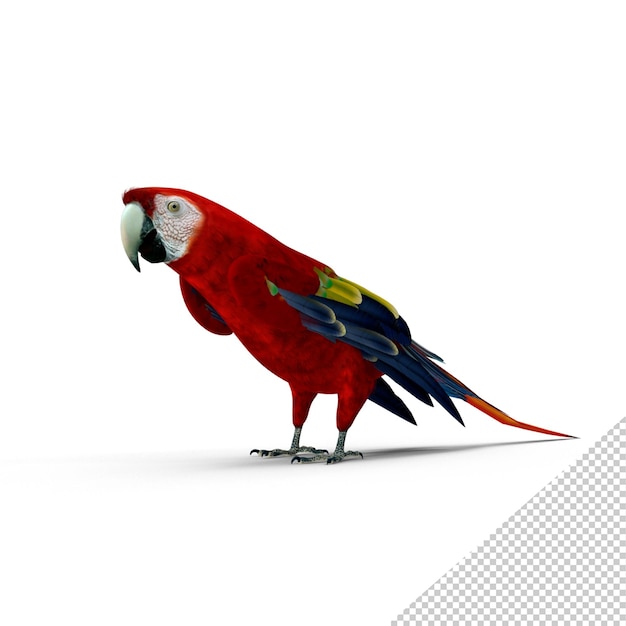 PSD 緋色のコンゴウインコ png