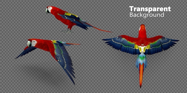 PSD scarlet macaw on transparent background