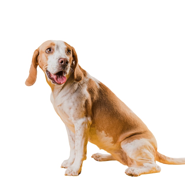 Scène met bruine en witte hond