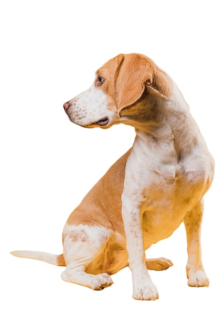 Scène met schattige bruine en witte hond