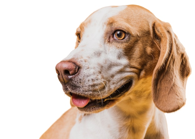 Scena con adorabile cane marrone e bianco