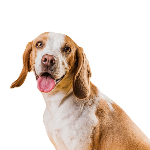 PSD scena con cane marrone e bianco