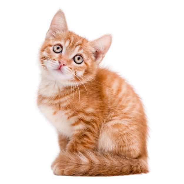 Schattig rood kitten geïsoleerd op witte achtergrond