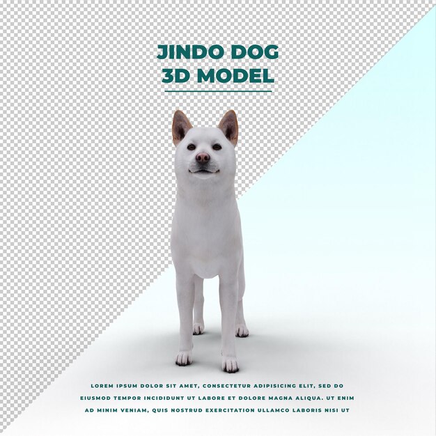 schattige jindo-hond