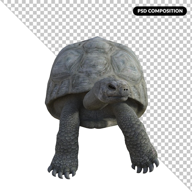 PSD schildpad dier geïsoleerd 3d-rendering