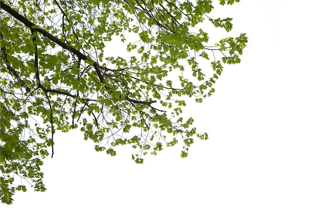 Schitterende uitzichten op boomkransjes met natuurlijke bladpatronen