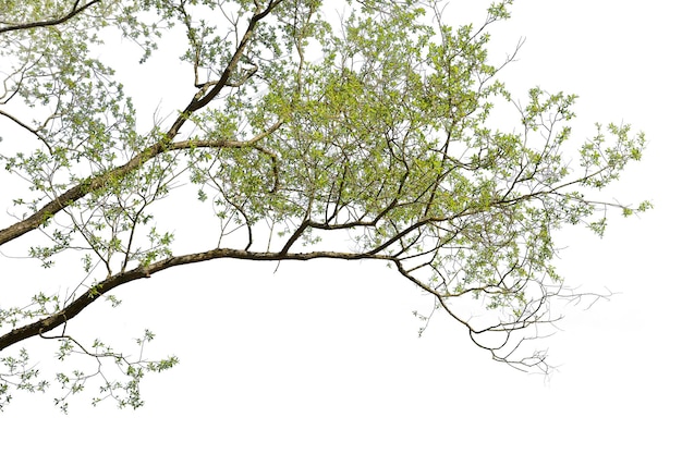 Schitterende uitzichten op boomkransjes met natuurlijke bladpatronen