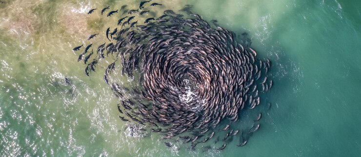 PSD school of fish swimming in a circle