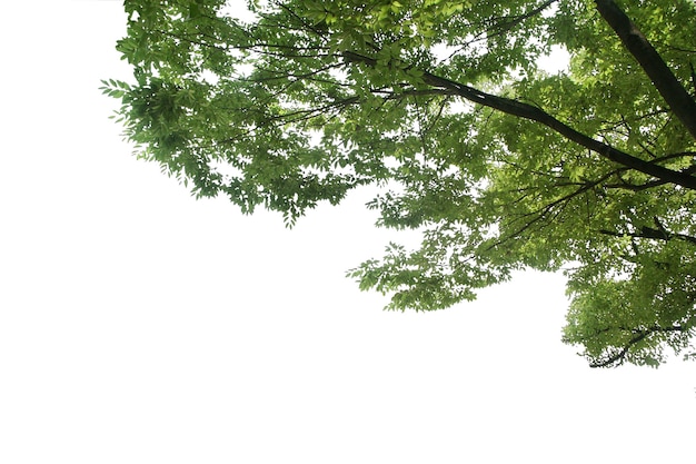 Schoonheid van de natuur Bomen bovenop met weelderig gebladerte