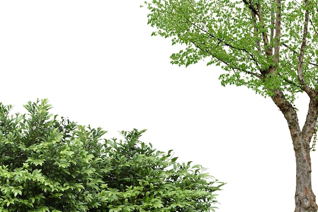 Schoonheid van de natuur Bomen bovenop met weelderig gebladerte
