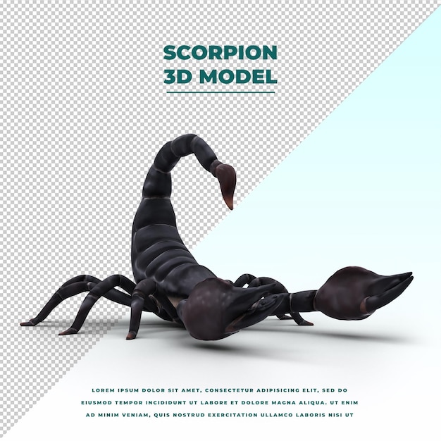 Scorpion isolated