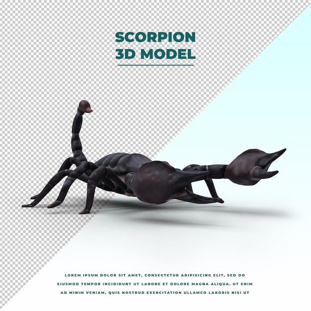 Scorpion isolated