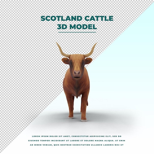 Scotland cattle isolated