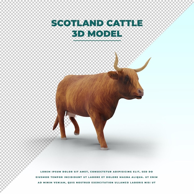 Scotland cattle isolated