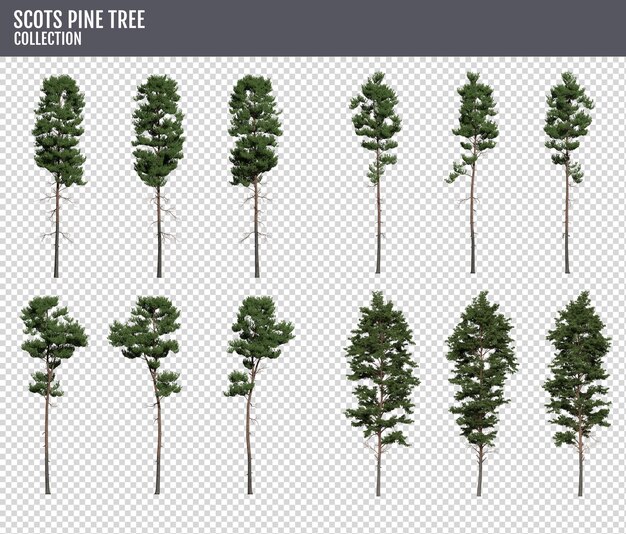 PSD scots pine tree on a transparent background