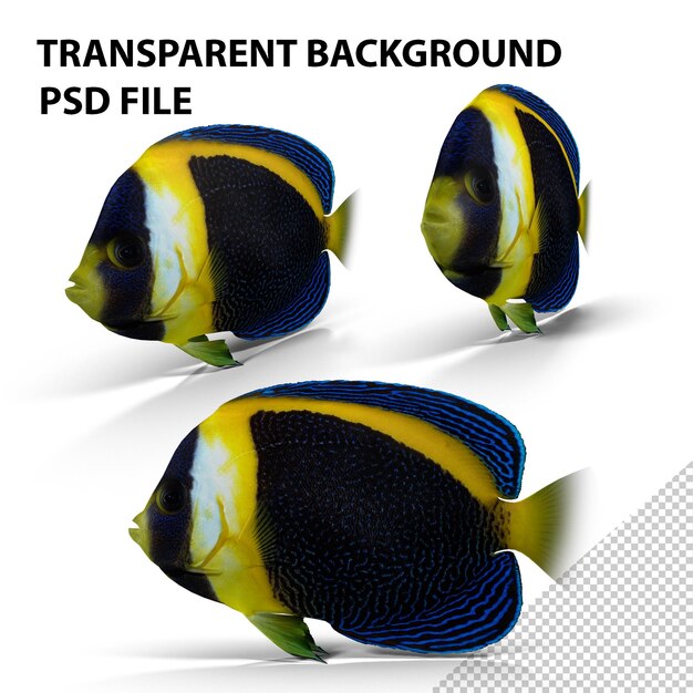 PSD scribbled angelfish png