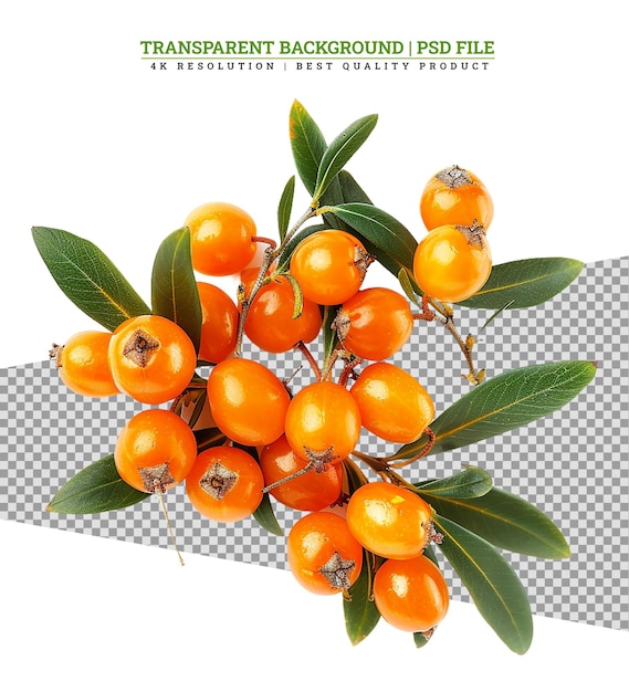 PSD sea buckthorn berries branch with leaves isolated on white background