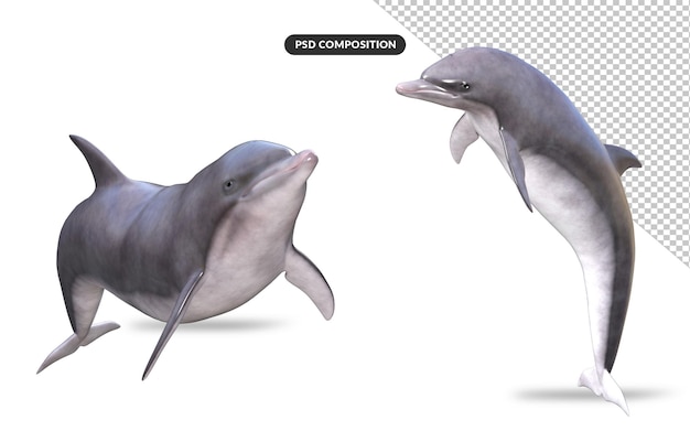 PSD sea dolphin 3d model rendering