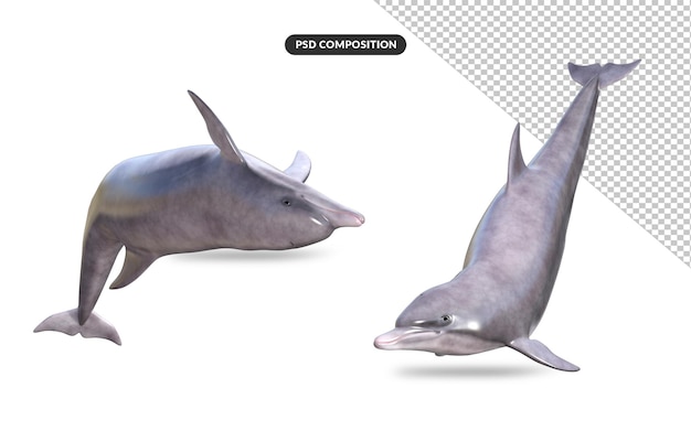 Sea dolphin 3d model rendering