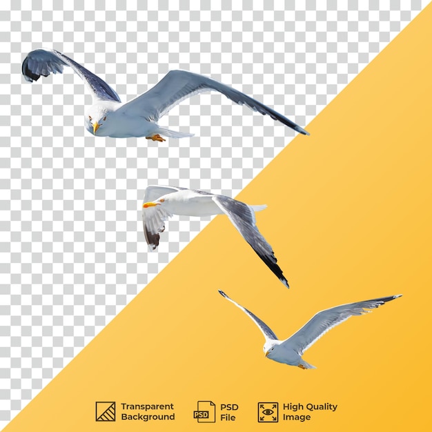 海鳥が飛ぶ png