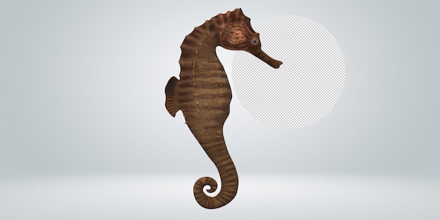 Sea horse isolated on a transparent background