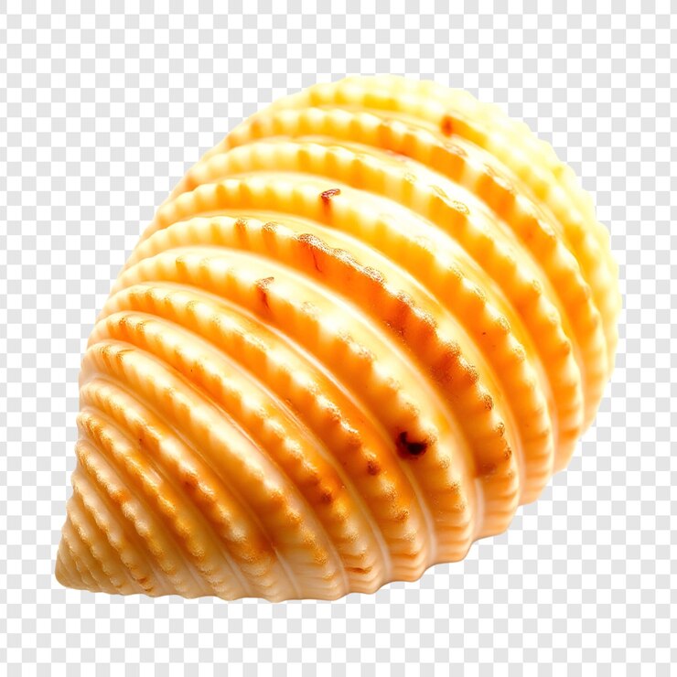 PSD sea shell isolated on transparent background