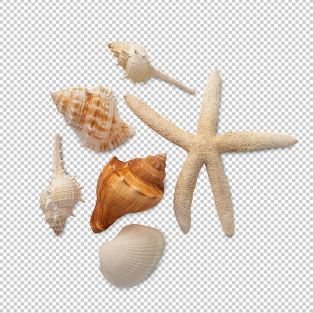 PSD sea shells collection cutout psd file