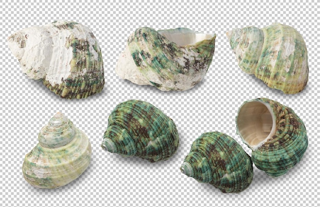 PSD sea shells collection cutout psd file