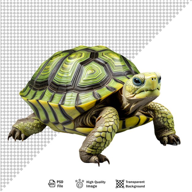 PSD sea turtle on transparent background