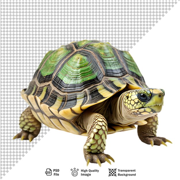 PSD sea turtle on transparent background