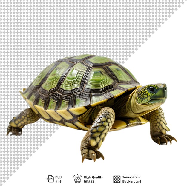 PSD sea turtle on transparent background