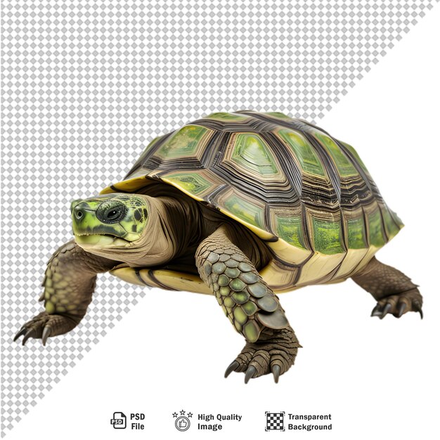 PSD sea turtle on transparent background