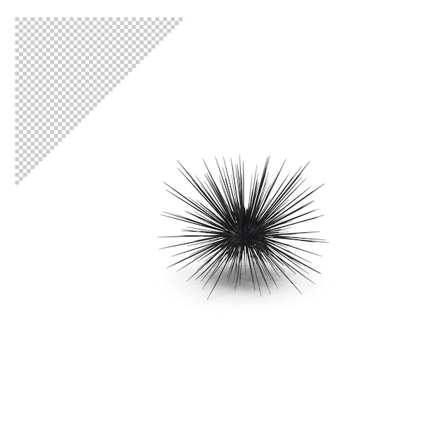 Sea urchin png