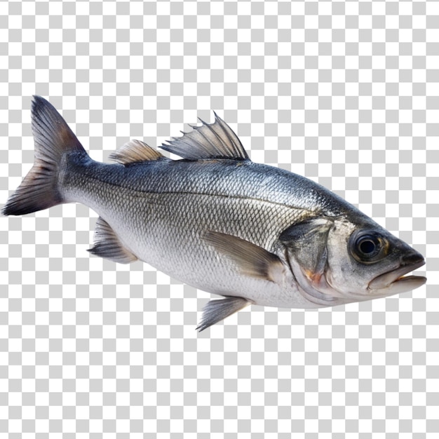 PSD seabass fish isolated on transparent background