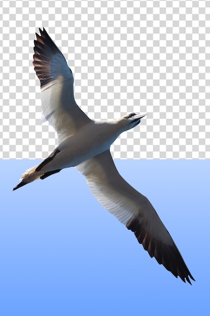 PSD seagull flying in the sky, seagull transparent background png clipart