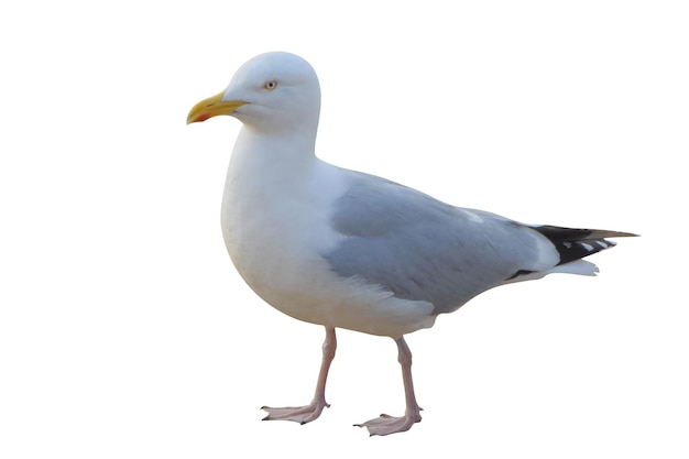 PSD seagull isolated jpg file and photoshop file