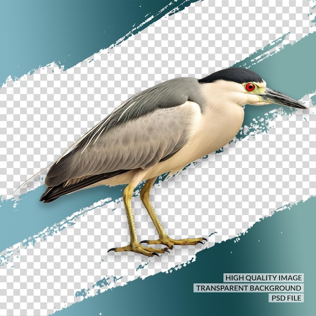 PSD seagull transparent background png isolated