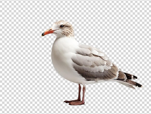 Seagull on transparent background