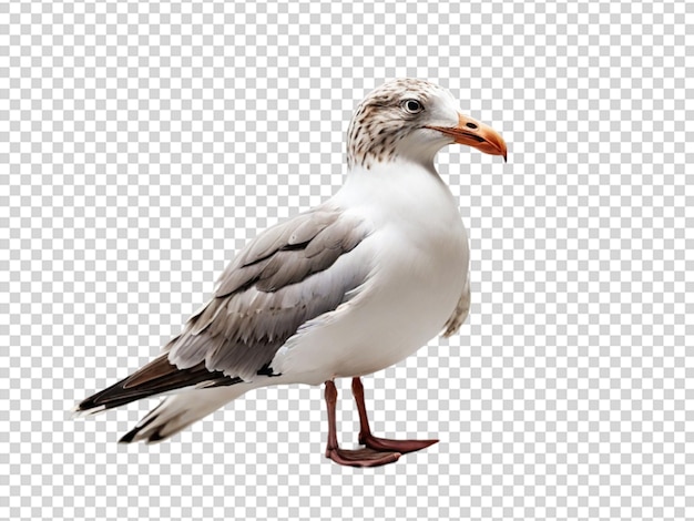 PSD seagull on transparent background