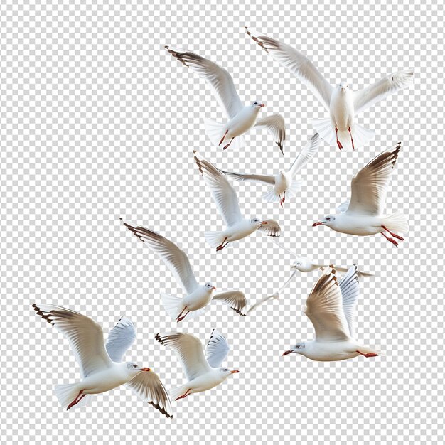 PSD seagulls flying isolated on white