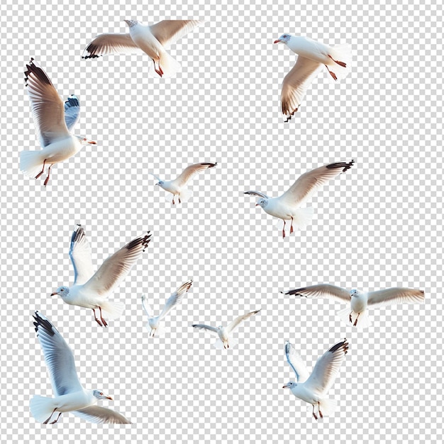 PSD seagulls flying isolated on white