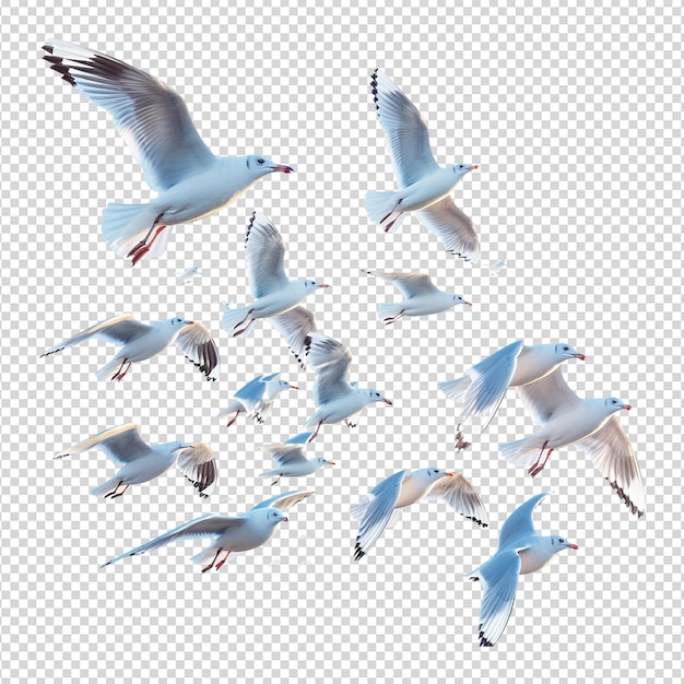 PSD seagulls flying isolated on white