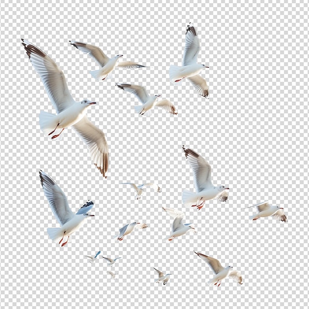 PSD seagulls flying isolated on white