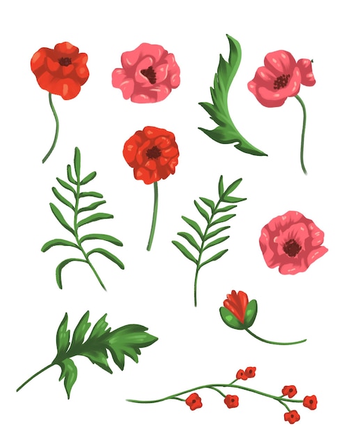 PSD seamles hand drawn poppies flower isolated in white background