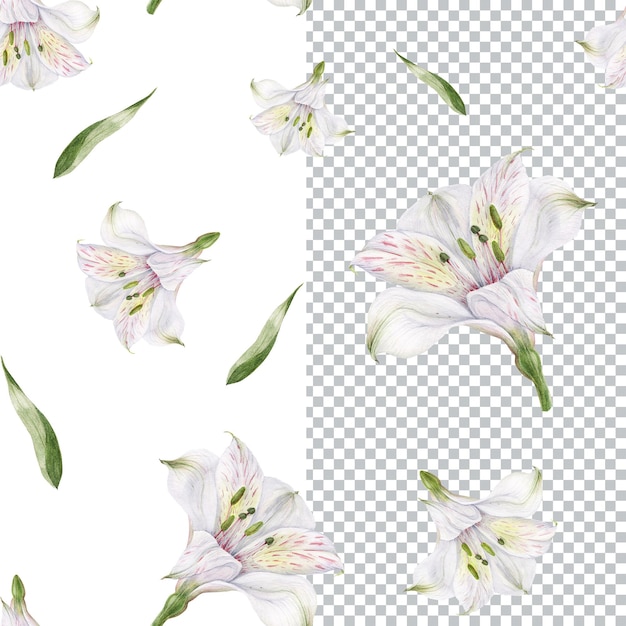 Seamless pattern of white alstroemeria flowers. romantic composition for weddings and valentines day. floral watercolor illustration for textiles, greetings and invitations